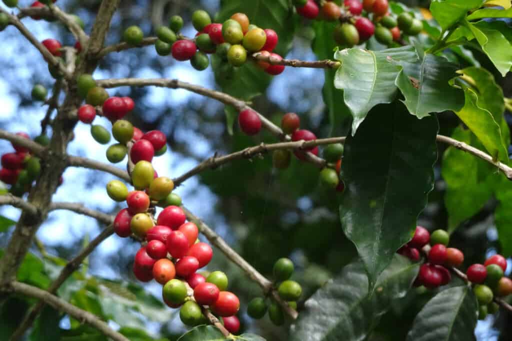 Kopi Luwak, ¿el café más caro del mundo? 4