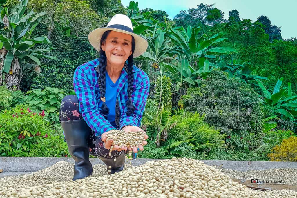 Colombian woman in a coffee farm, showing a pile of green coffee beans
