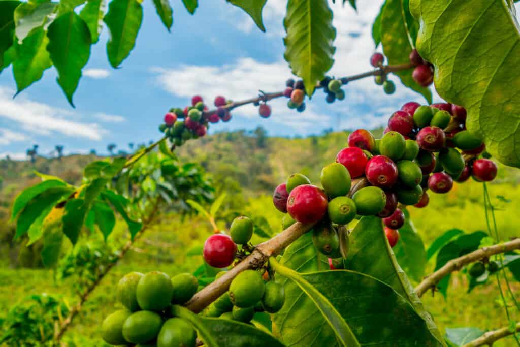 Coffee plantation in Manizales, Colombia